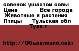 совенок ушастой совы › Цена ­ 5 000 - Все города Животные и растения » Птицы   . Тульская обл.,Тула г.
